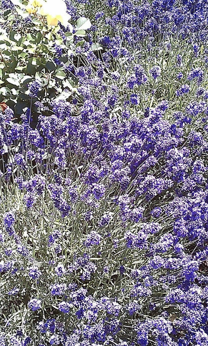 Lavender Essential Oil - 100% Pure Organic Lavandula Angustifolia for Aromatherapy