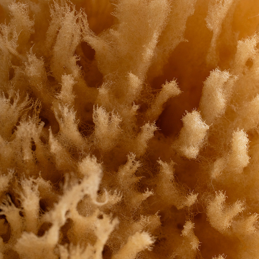 Natural Grass Sea Sponge 