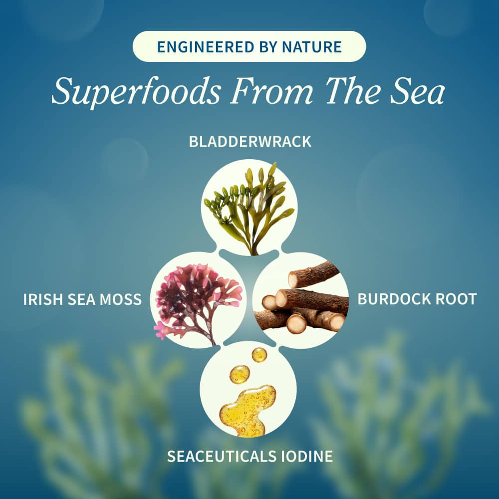 Irish Sea Moss w/ Iodine Energy Support - Buy 2, Get 1 FREE! by Snap Supplements