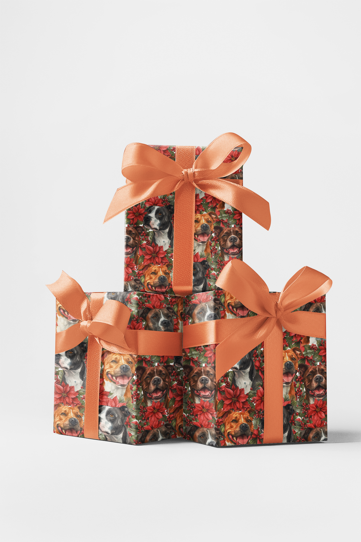 AmStaff Winter Wonder